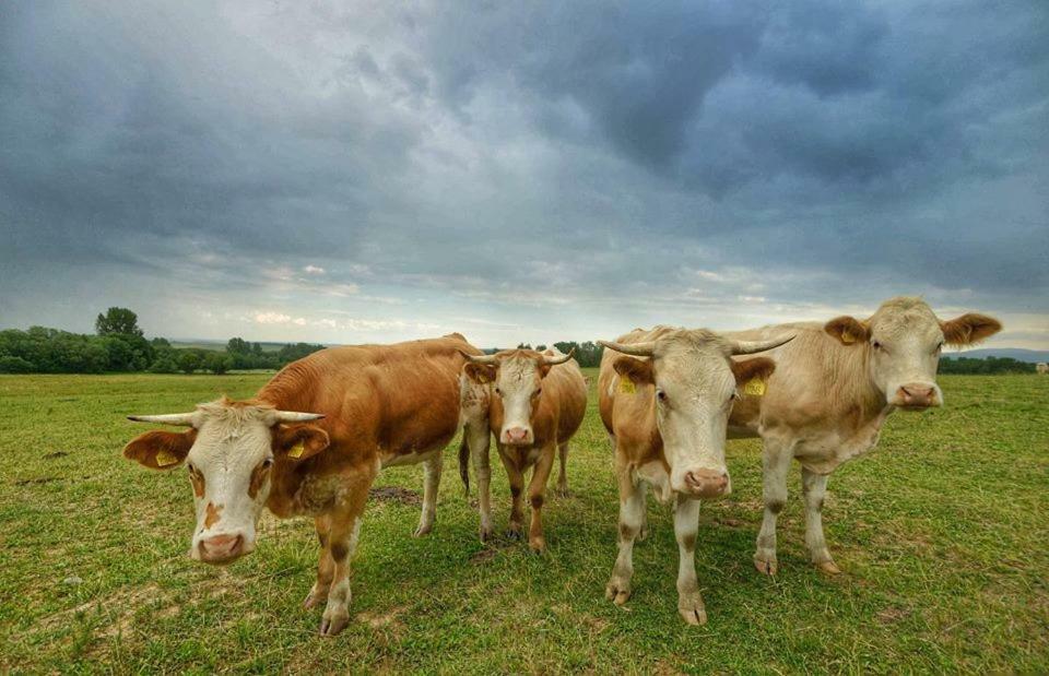 Bio Farma & Penzion Zlaty Hyl Novacany Экстерьер фото
