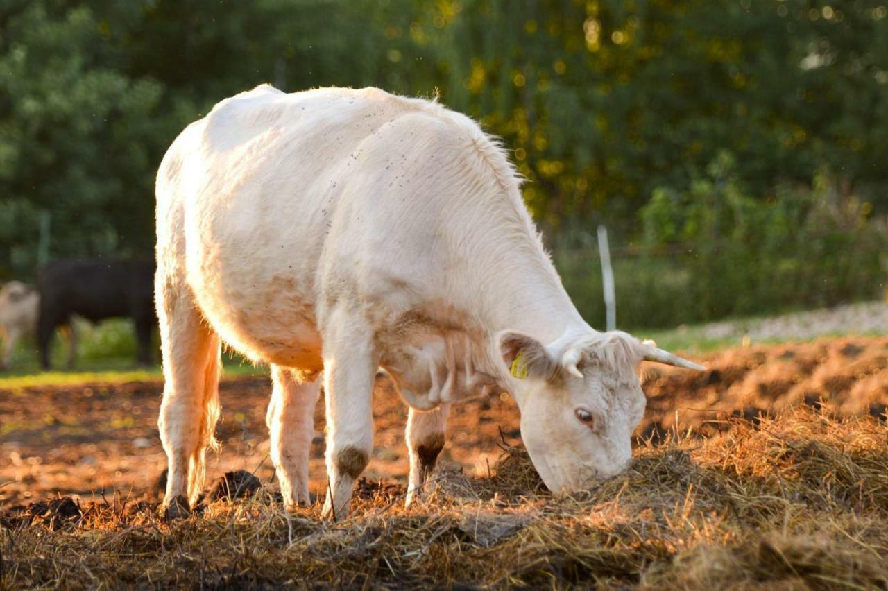 Bio Farma & Penzion Zlaty Hyl Novacany Экстерьер фото